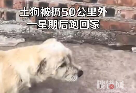 土狗被扔50公里外一星期后跑回家 背后真相實在讓人心塞