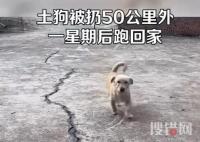 土狗被扔50公里外一星期后跑回家 背后真相實在讓人心塞