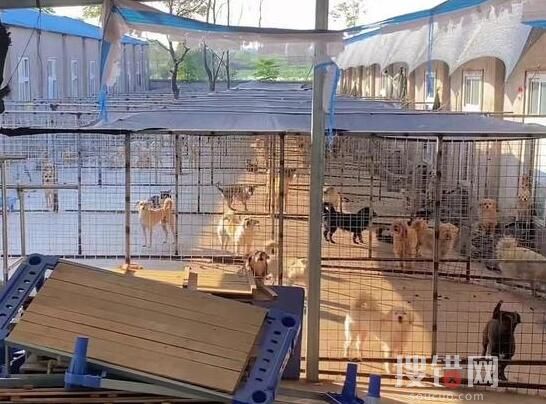 老人救狗20年 欠60萬賣房住親戚家 原因竟是這樣簡直太暖心了