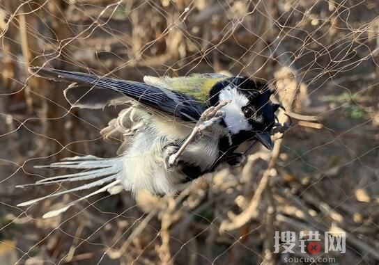 男子捕鳥近千只稱用來涮火鍋 為什么引熱議？