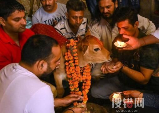 印度呼吁將情人節變成“抱牛節” 始料未及真相簡直太意外了