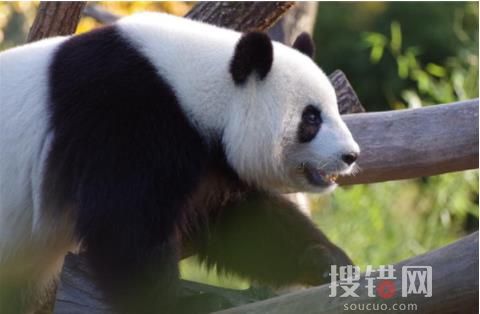 日本游客排隊告別大熊貓香香 到底是什么情況?