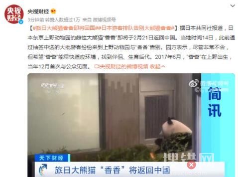 日本游客排隊告別大熊貓香香 到底是什么情況?