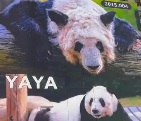 在美華人稱見到丫丫感覺非常震撼 到底是什么情況?