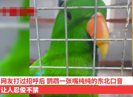 遼寧一動物園鸚鵡滿嘴東北味 真相揭露真的令人大吃一驚