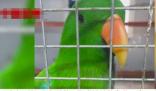 遼寧一動物園鸚鵡滿嘴東北味 真相揭露真的令人大吃一驚