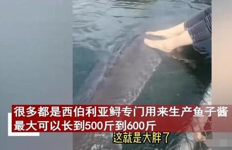 女子喂養500斤大魚當寵物 原因竟是這樣實在是太意外了