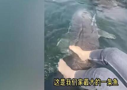 女子喂養500斤大魚當寵物 原因竟是這樣實在是太意外了