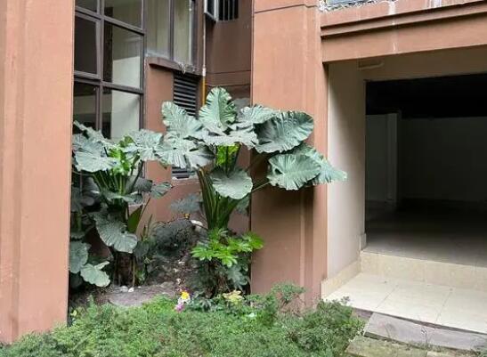 姐弟墜亡案被告翻供稱“有精神病” 真相曝光簡直太驚人了