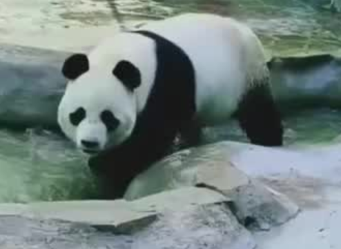 兩只旅俄大熊貓體重和人氣齊升 內幕曝光簡直太意外了