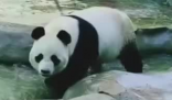 兩只旅俄大熊貓體重和人氣齊升 內幕曝光簡直太意外了