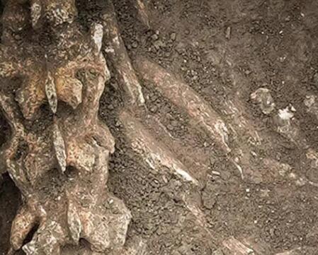 漢文帝霸陵殉葬坑發現大熊貓骨骼 原因太出乎意料了