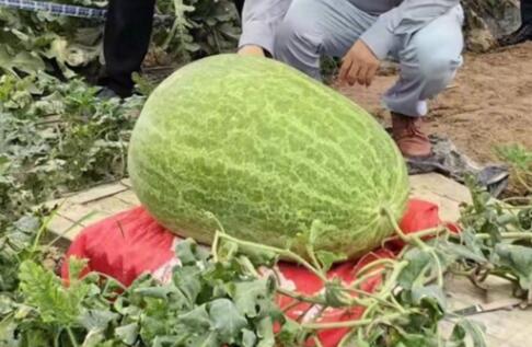 杭州種出78斤大西瓜破全省紀錄 原因太出乎意料了
