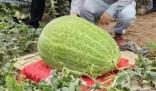 杭州種出78斤大西瓜破全省紀錄 原因太出乎意料了