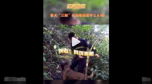 警犬強拽著民警找到密林中毒品 真相離奇讓人直呼太意外