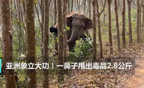 亞洲象一鼻子甩出毒品2.8公斤 真相揭露真的令人大吃一驚