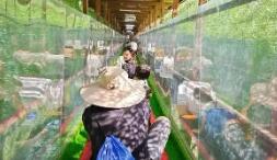 魔毯事故致1死60傷 責任人被控制 內幕曝光簡直太意外了