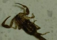 72歲老人吃山竹被鉆出的蝎子咬傷 內幕曝光簡直太意外了