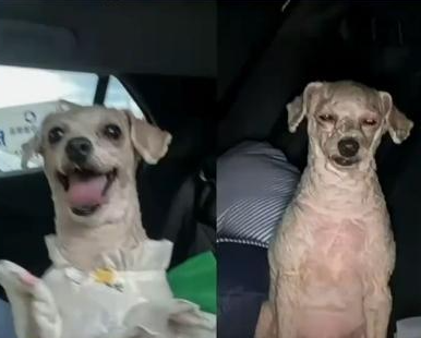 狗生沒有售價 鐵腚直達老家 原因竟是這樣太崩潰了