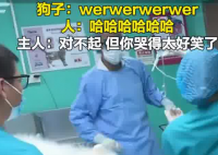 主人帶狗狗做絕育哭聲太慘引圍觀 內幕實在讓人驚個呆