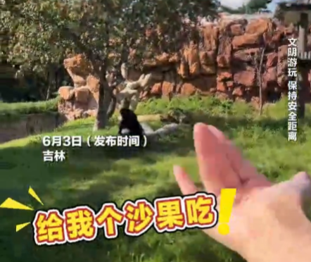 女子在動物園被大猩猩反向投喂 該事件引發網友討論動物園投喂規則