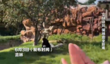 女子在動物園被大猩猩反向投喂 該事件引發網友討論動物園投喂規則