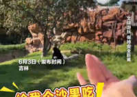 女子在動物園被大猩猩反向投喂 該事件引發網友討論動物園投喂規則